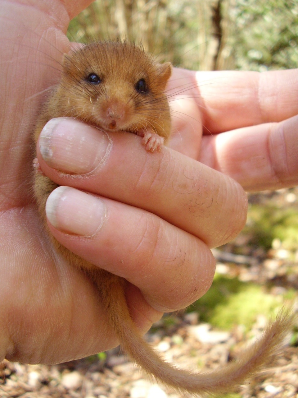 Dormouse in Paines Wood Binsted April 2015 - threatened by Arundel bypass Option A Pink/Blue Route